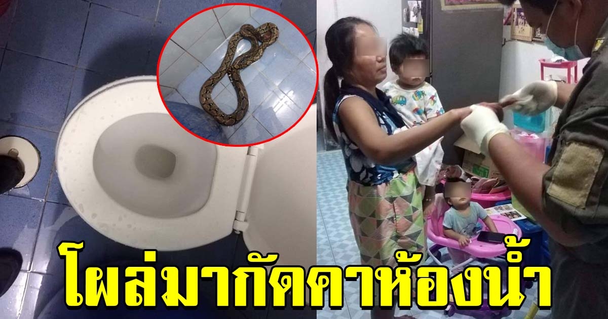 ป้าผวา เข้าห้องน้ำปลดทุกข์ จู่ๆมีงูโผล่มากัด