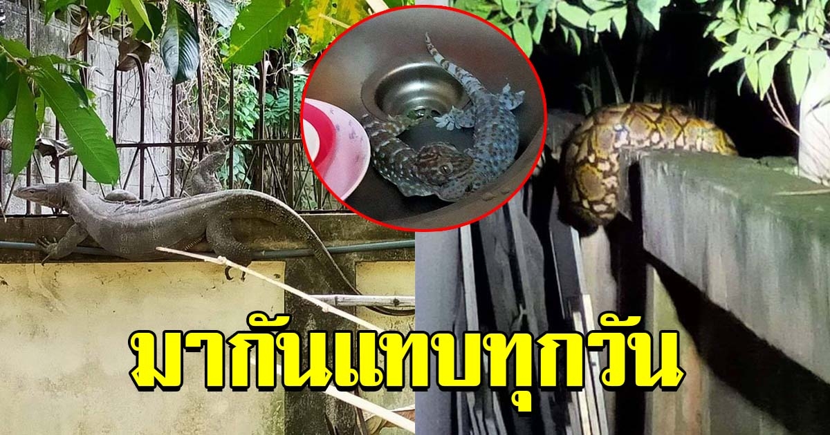 สาวผวา ข้างบ้านเป็นที่รกร้าง มีแขกไม่ได้รับเชิญ มาเยี่ยมไม่ซ้ำหน้า