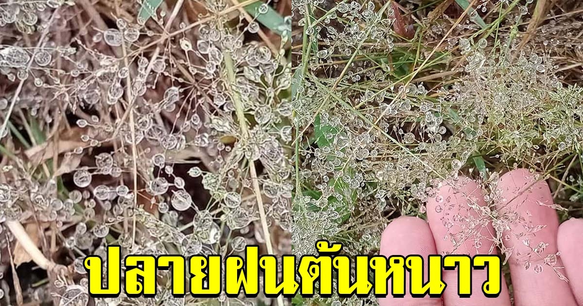 น้ำค้างเกาะบนยอดหญ้า ส่งสัญญาณ ปลายฝนต้นหนาว