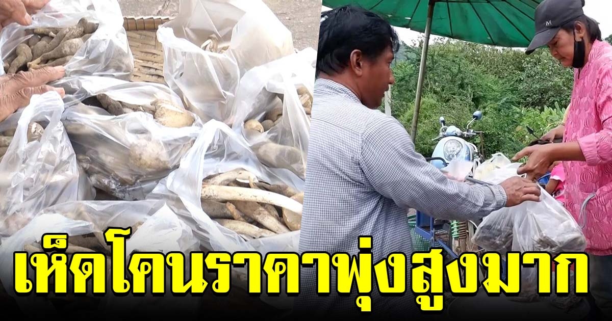 เห็ดโคนราคาพุ่ง ชาวบ้านแห่เก็บสร้างรายได้