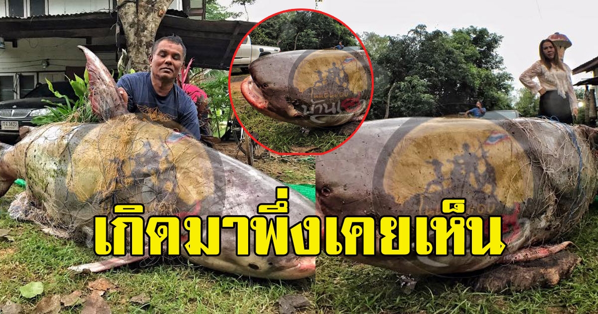 เกิดมาพึ่งเคยเห็น ปลาบึกใหญ่ ตัวที่2ได้ น้ำหนักเกือบ 200 กิโล