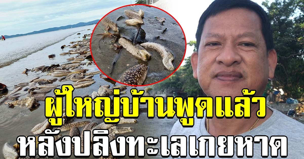 ผู้ใหญ่บ้าน พูดแล้ว หลังโซเชียลแตกตื่น ปลิงทะเลเกยหาด