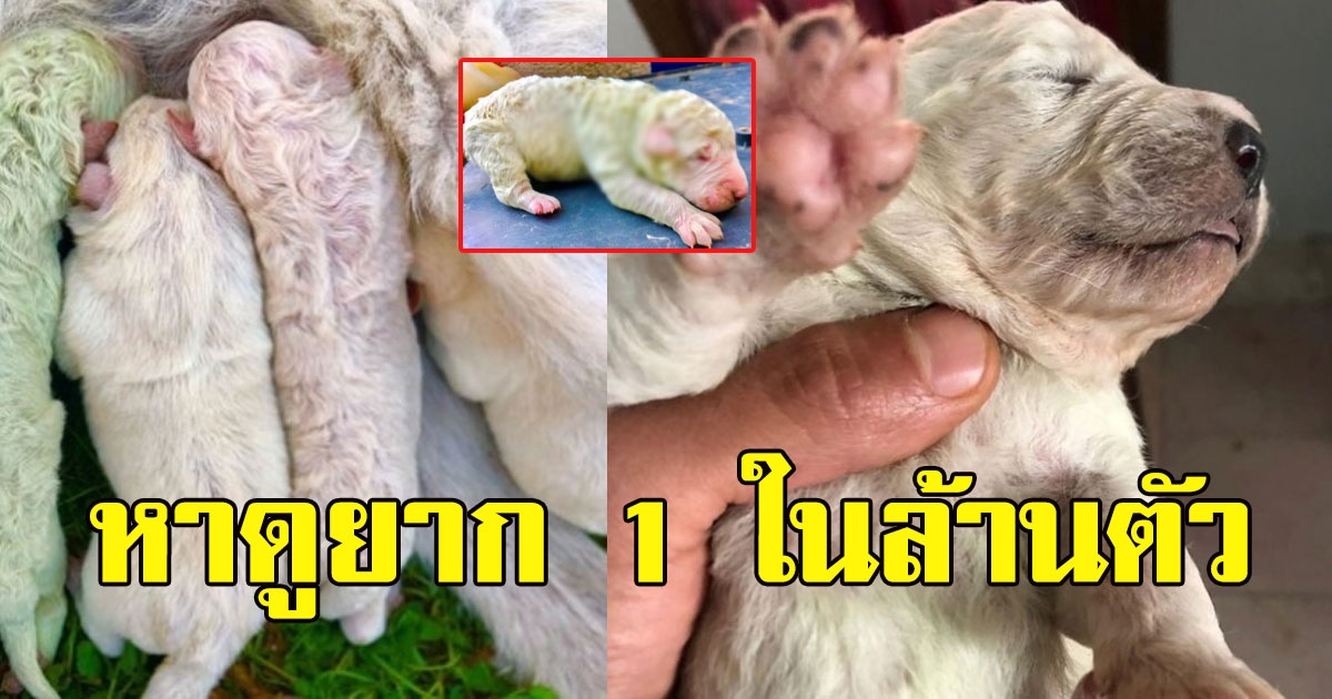 เจ้าของแปลกใจ หลังเห็นลูกสุนัขเกิดใหม่ หาดูยาก 1 ในล้านตัว