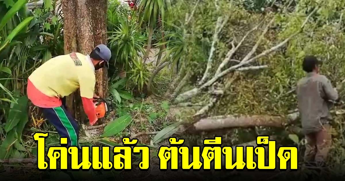 ตัดทิ้งแล้ว ต้นตีนเป็ด หลังส่งกลิ่นเหม็น ทำพิษชาวบ้านป่วย