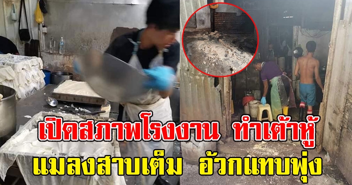 เปิดภาพโรงงาน ทำเต้าหู้ ใครจะกินลง