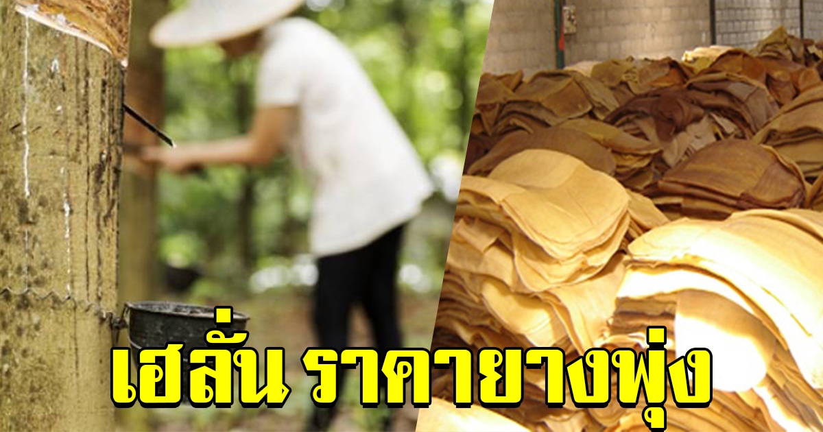 ชาวสวนเฮลั่น ราคายางพาราพุ่ง สูงสุดในรอบ 3 ปี