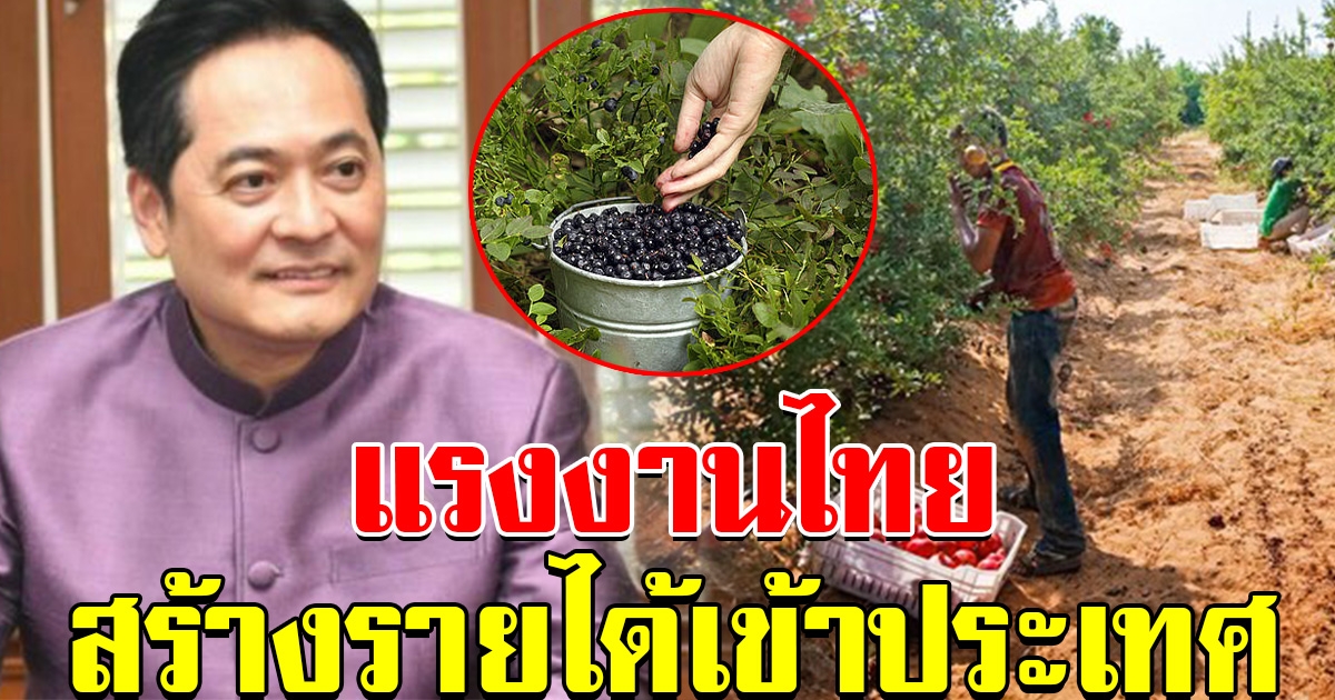 โฆษกรัฐบาล เผย แรงงานไทย เก็บผลไม้ที่สวีเดน 2 เดือน ได้เงินหลักแสน สร้างรายได้เข้าประเทศ