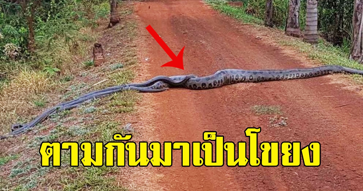 หนุ่มหยุดแทบไม่ทัน หลังเห็น อนาคอนดา ข้ามถนน จ้องมองดูดีๆ ตามกันมาเป็นโขยง