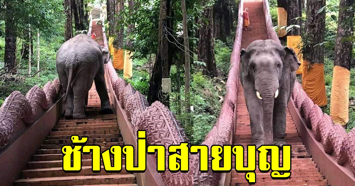 พลายสาริกา เดินตามบันไดนาคขึ้นสู่ยอดเขา กราบไหว้ขอพรพระเจ้าเปิดโลก