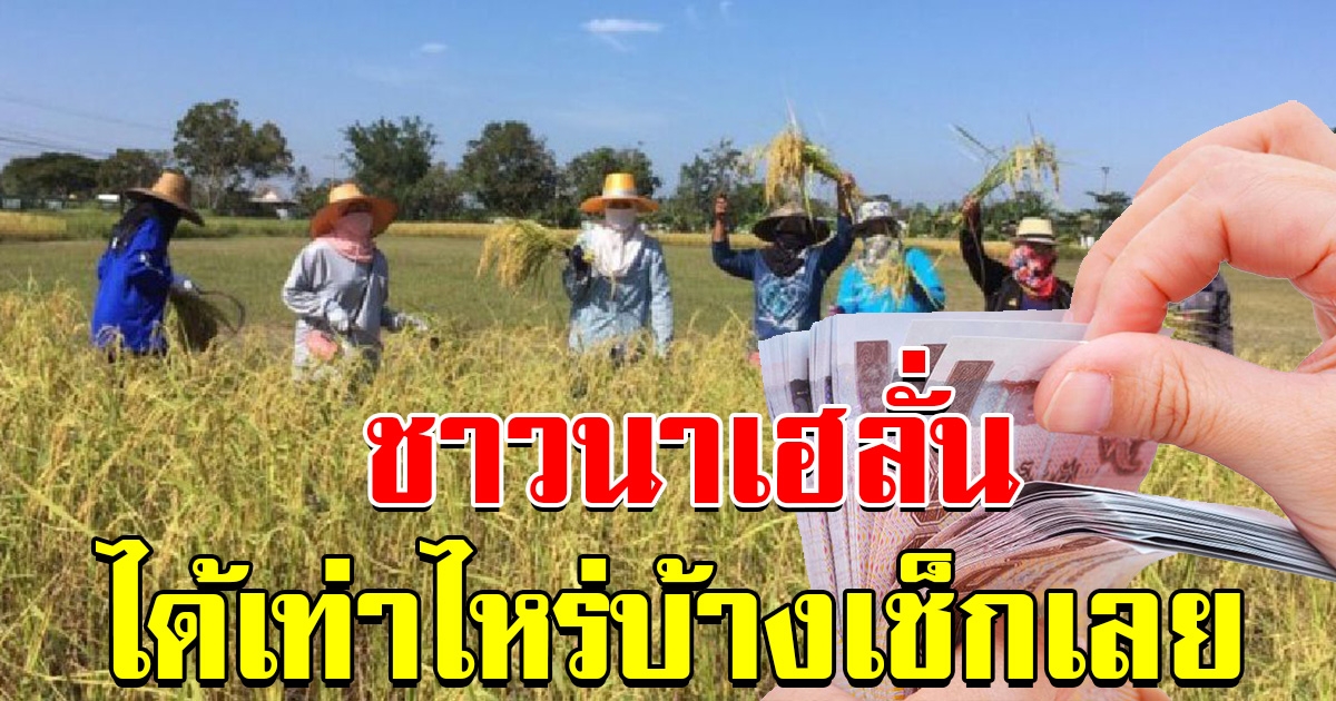 ครม.อนุมัติ โครงการประกันรายได้ชาวนา