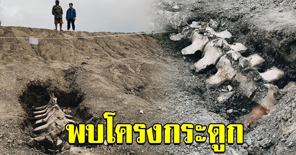 ฮือฮา ชาวบ้านพบ ฟอสซิลสิ่งมีชีวิตตัวใหญ่