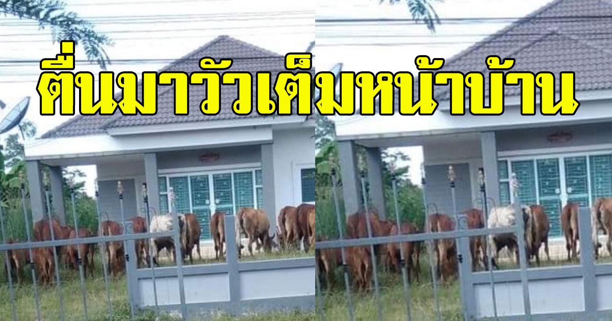 สาวเดือด ถูกคนต้อนวัวหลายสิบตัว เข้าไปเลี้ยงภายในบริเวณบ้าน