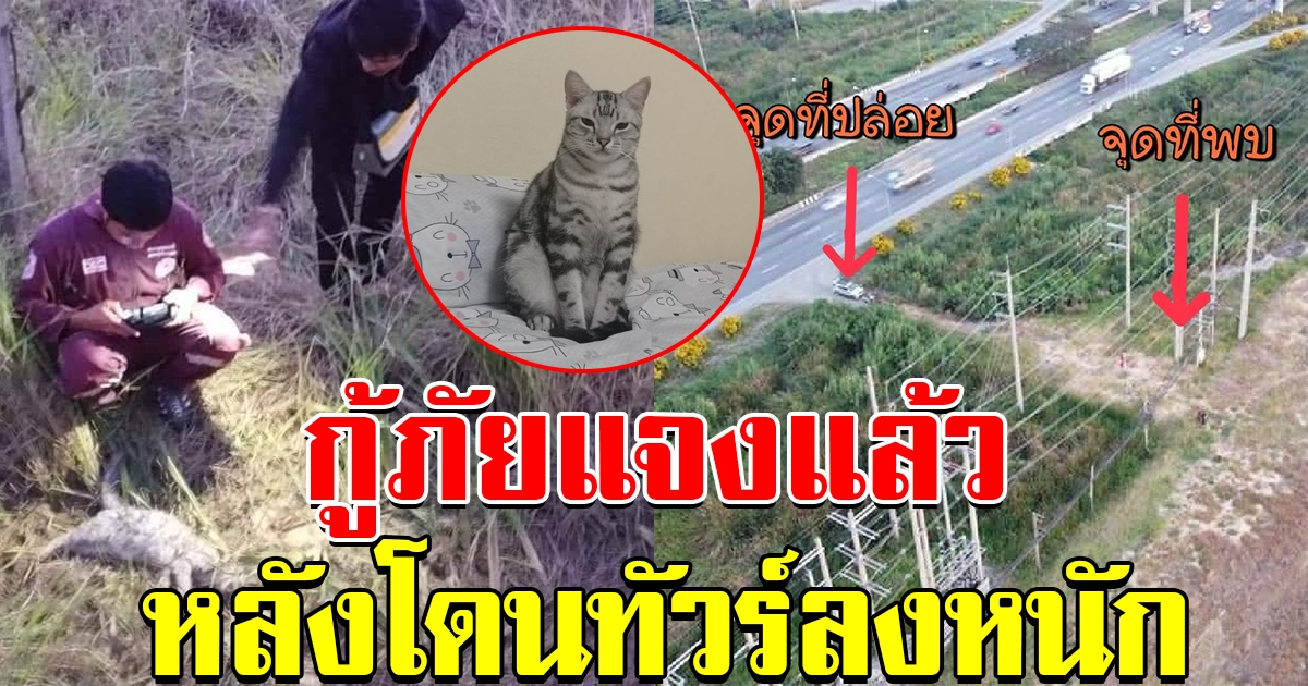 กู้ภัยแจงแล้ว หลังโดนทัวร์ลงหนัก นำแมวไปปล่อยป่า