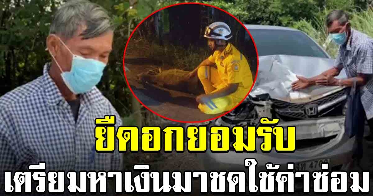 ลูกผู้ชายตัวจริง ลุงวัย 63 ปี ยืดอกยอมรับ เป็นเจ้าของลูกควายที่ตัดหน้ารถ เตรียมหาเงินชดใช้ค่าซ่อม