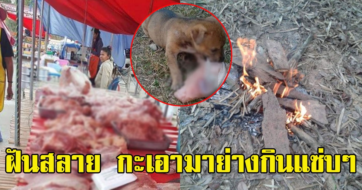 หนุ่มเซ็ง ไปจ่ายตลาดซื้อหมูมา หวังทำกินแซ่บๆ ระหว่างก่อไฟ หมูหายไปต่อหน้าต่อตา