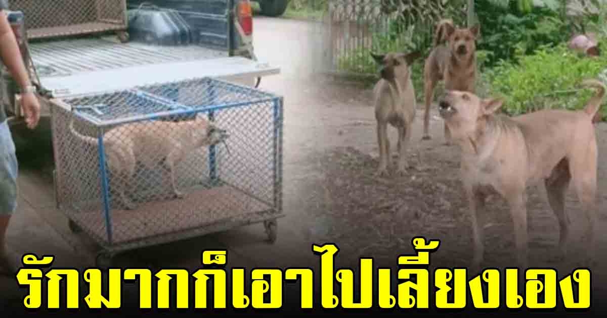 ชาวบ้านโวย คนรักหมา ขวางปศุสัตว์ยิงยาสลบ หลังรุมกัดสาว ลั่น รักมากก็เอาไปเลี้ยงเอง