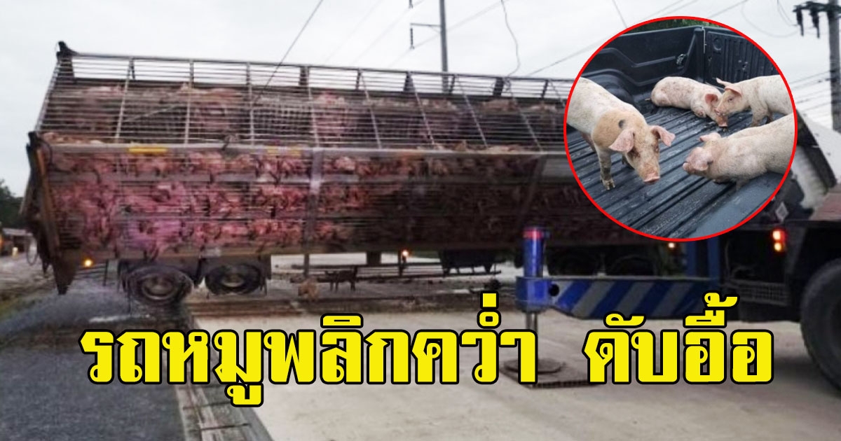 ด่วน รถ 18 ล้อ บรรทุกลูกหมูพลิกคว่ำ ดับอื้อ รอดปาฏิหาริย์เพียง 4 ตัว