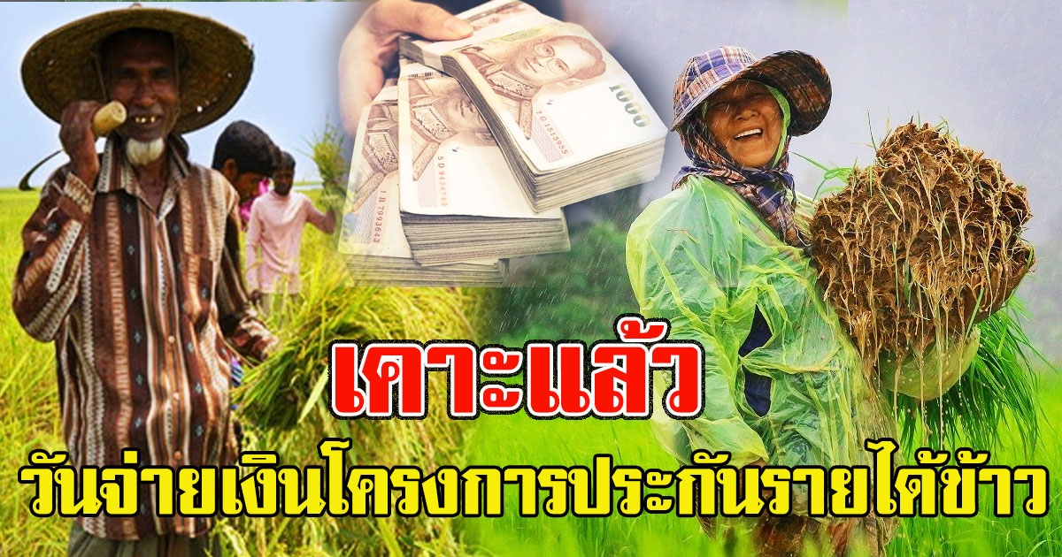 เคาะแล้ว วันจ่ายเงินโครงการประกันรายได้ข้าว ยางพารา