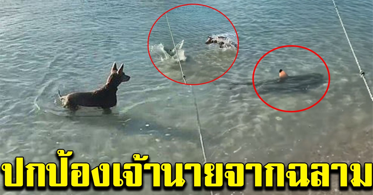 เจ้าตูบผู้ซื่อสัตย์ กระโดดไล่ฉลาม ปกป้องเจ้านายไม่เกรงกลัว