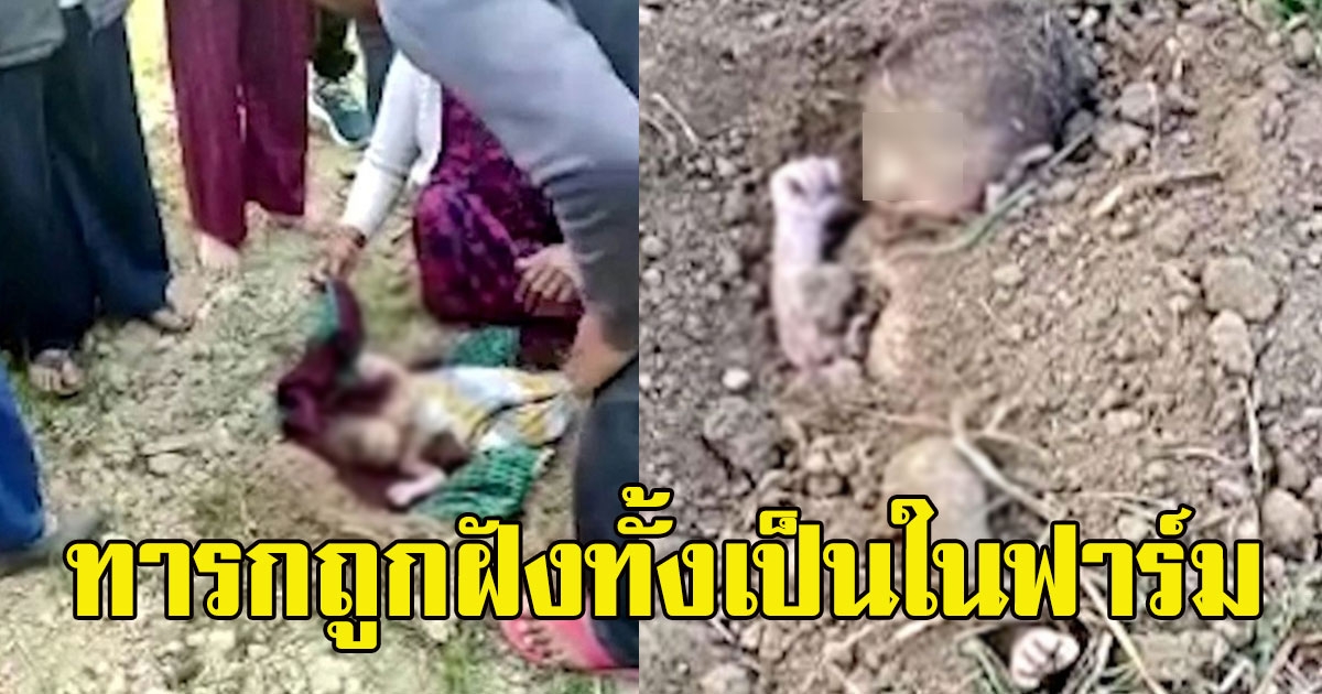 ปาฏิหาริย์เกิด ทารกถูกฝังทั้งเป็นในฟาร์ม ชาวบ้านตาดีช่วยได้ทัน