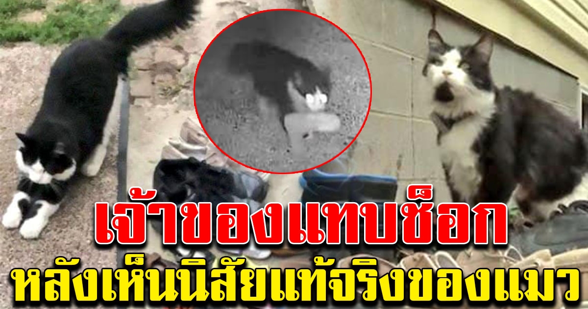 เจ้าของถึงกับตกใจ เมื่อรู้นิสัยที่แท้จริง ของแมวที่เลี้ยงไว้