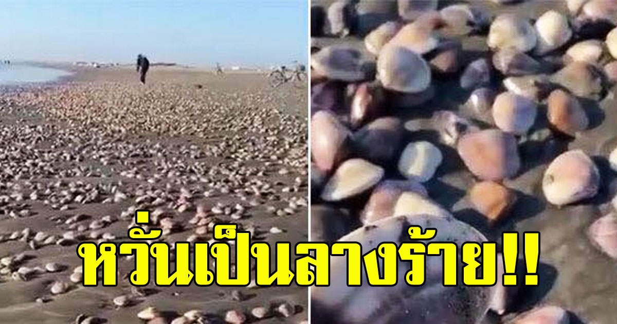 กองทัพหอย ถูกคลื่นซัดเข้าฝั่งตลอดแนวยาว 40 กิโลเมตร