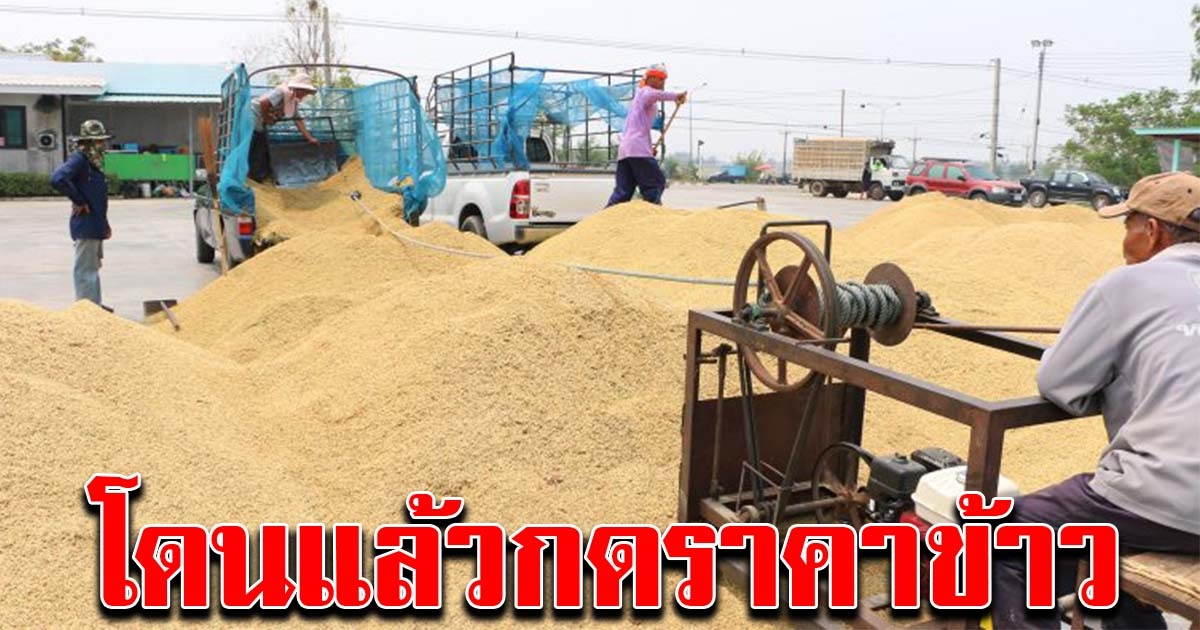 โดนแล้ว พาณิชย์ฟันโทษหนัก ท่าข้าวไม่วัดความชื้น กดราคา เอาเปรียบชาวนา