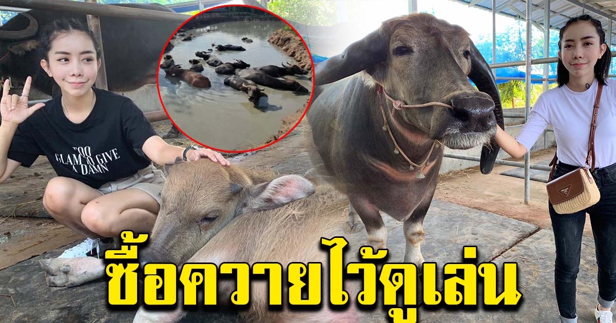 สุดฮือฮา สาวซื้อควายมูลค่ากว่า 100 ล้าน ไว้ดูเล่น