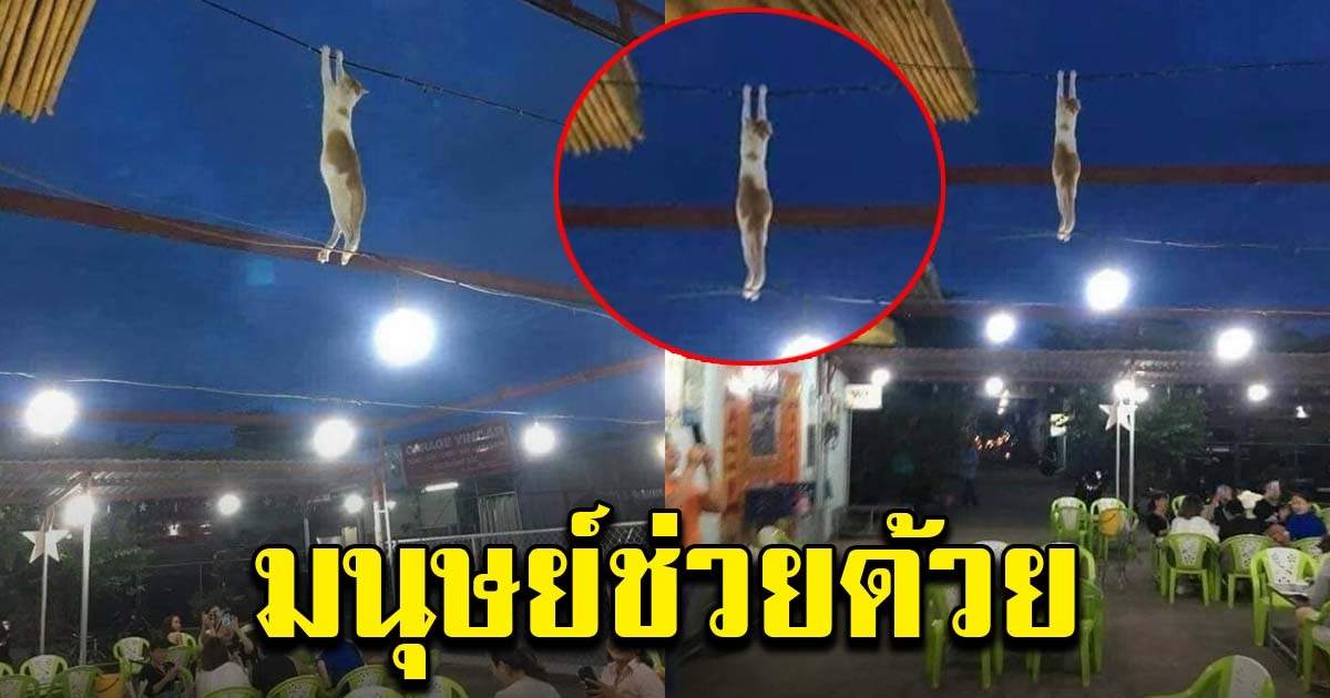 เจ้าเหมียว เกาะอยู่บนสายไฟ