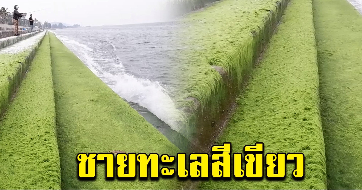 ฮือฮา ปรากฏการณ์ ชายทะเลสีเขียว
