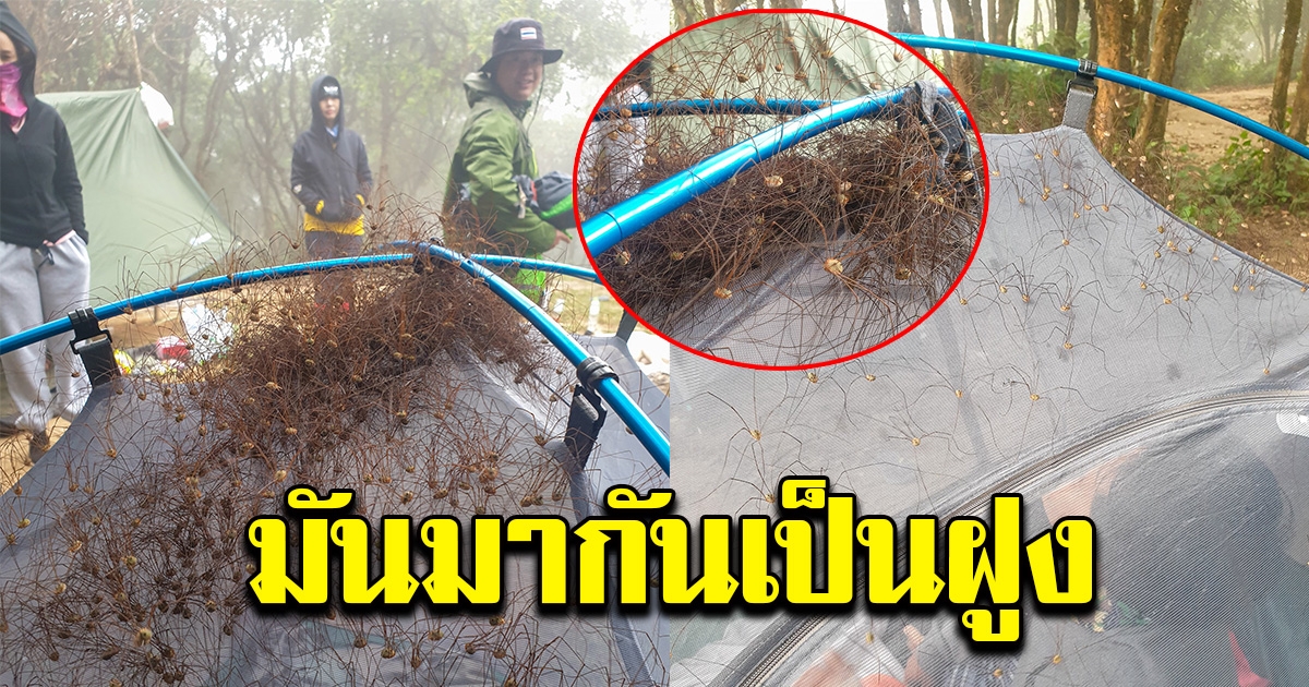 หนุ่มไปกางเต็นท์ รับลมหนาว