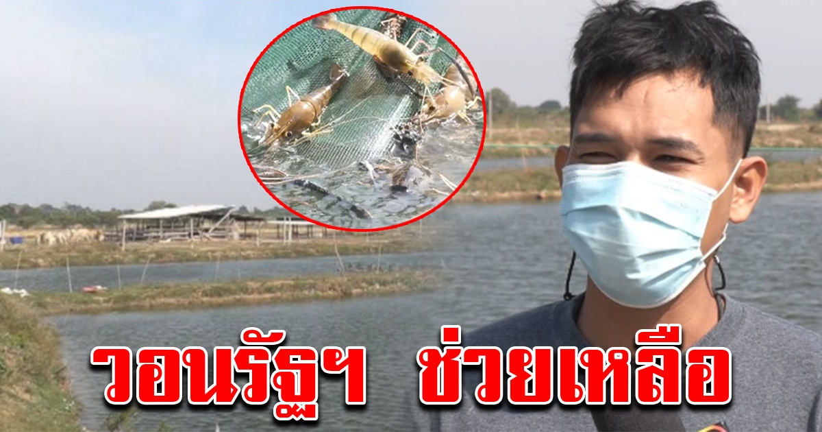 บ่อกุ้งร้อง กระทบหนัก ถูกยกเลิกออเดอร์เพียบ