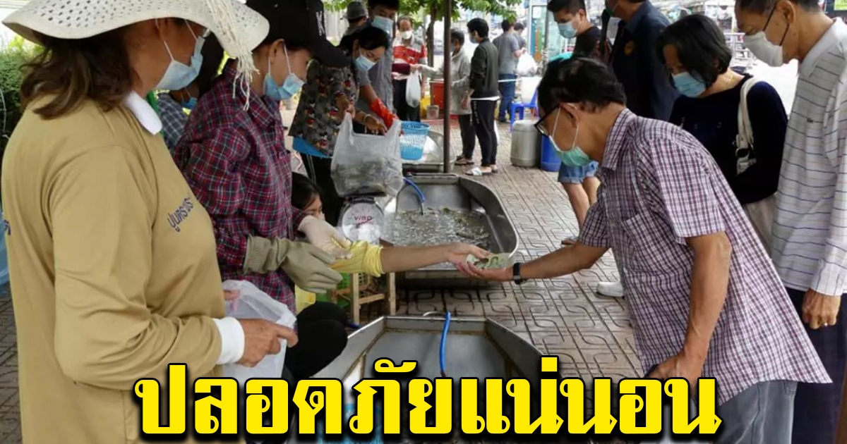 ปีใหม่ มีกุ้ง 200 ตัน ถูกๆ เกษตรกรบางแพยัน ปลอดภัยแน่นอน