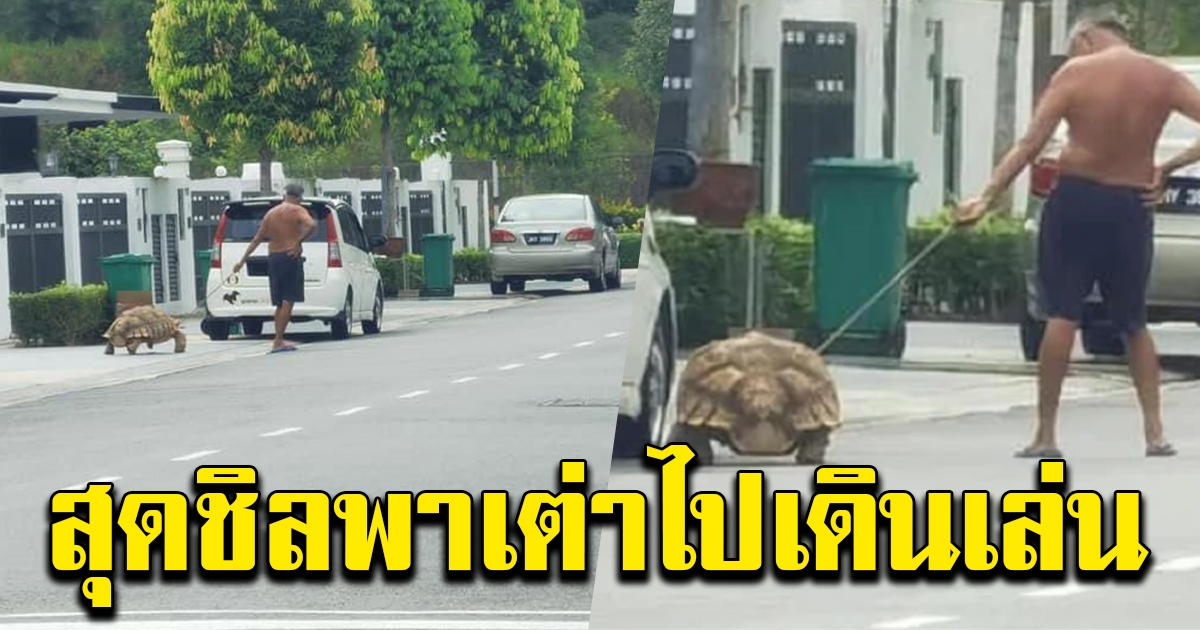 คุณตาสุดชิล พาเต่าออกไปเดินเล่น