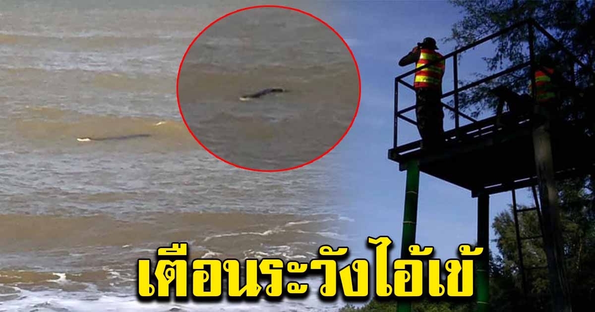 พบจระเข้ โผล่อ่าวมะนาว