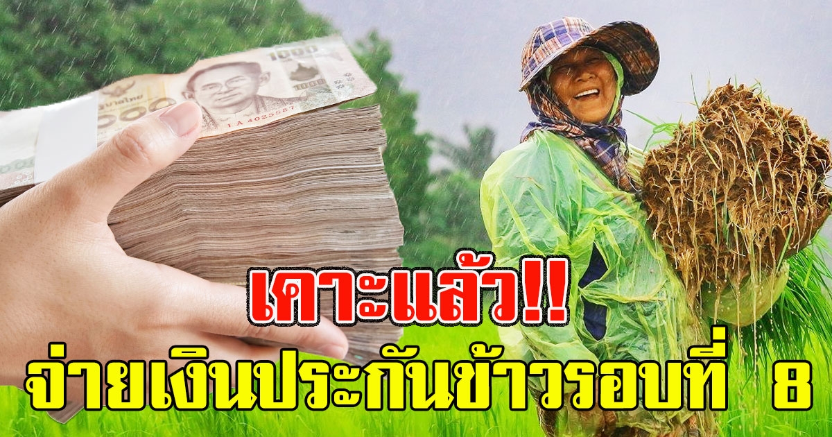 เคาะแล้ว จ่ายเงินประกันข้าวรอบที่ 8 ใครได้บ้างเช็กเลย