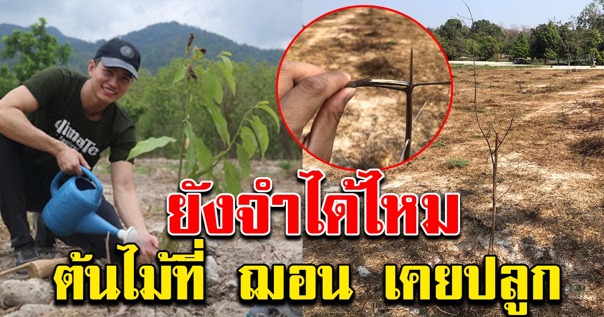 หนุ่มถามหา ฌอน หลังเห็นภาพล่าสุด ต้นไม้ที่เคยปลูกไว้