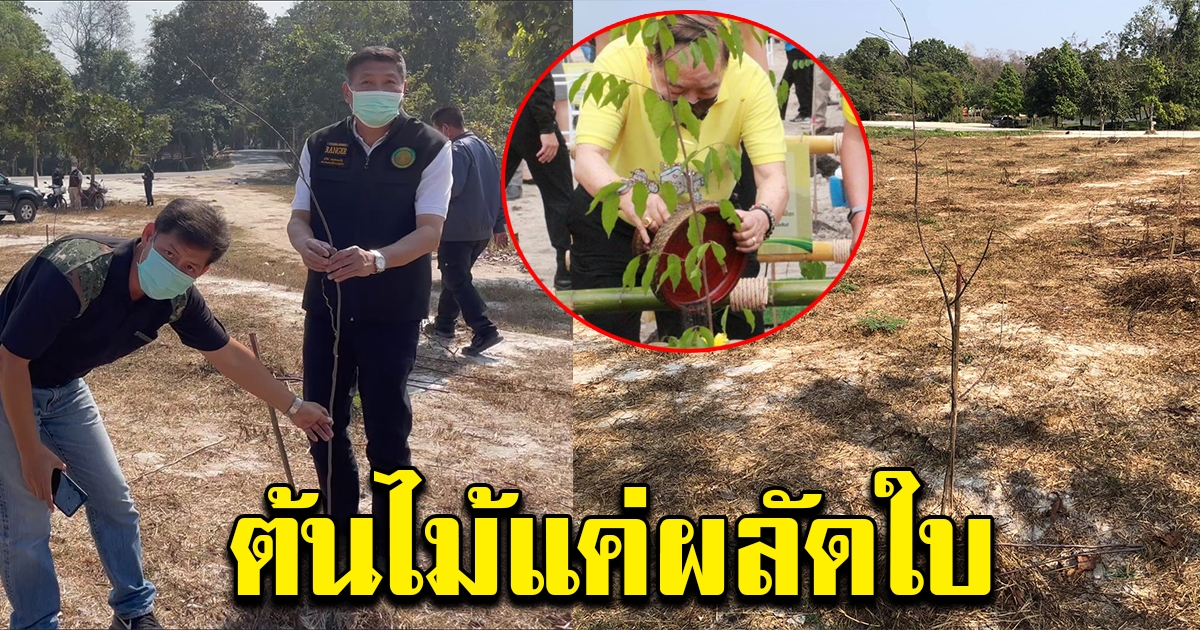 จนท.แจง ต้นตะเคียนทอง ที่ บิ๊กป้อม ปลูกไว้ อยู่ในช่วงผลัดใบ