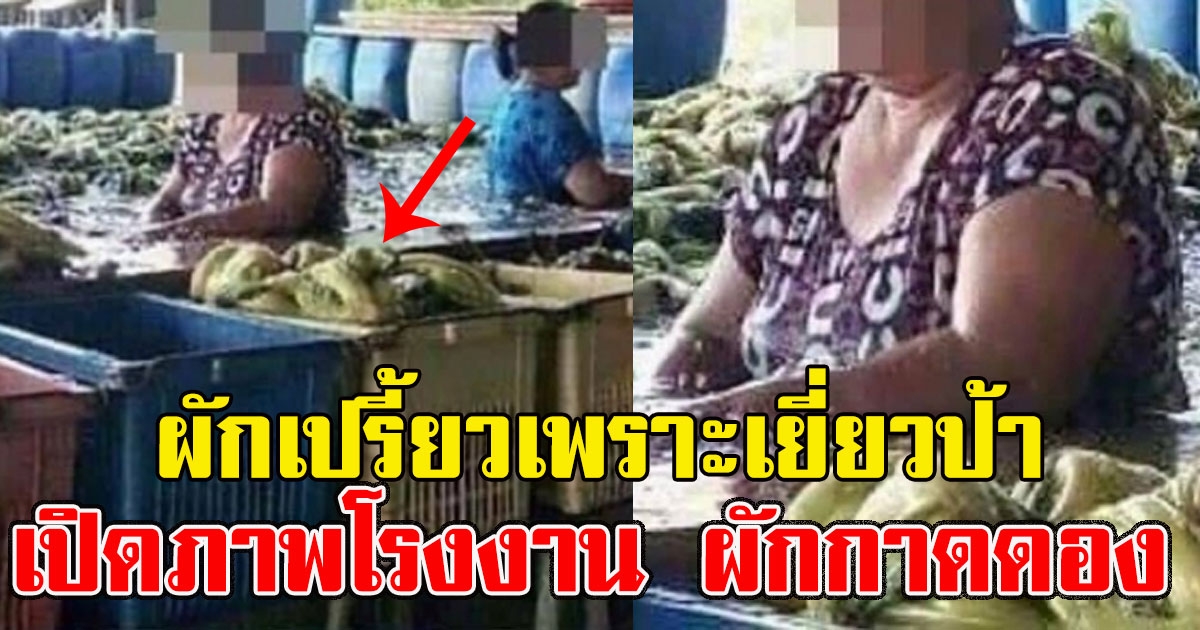 เปิดภาพโรงงาน ผักกาดดอง