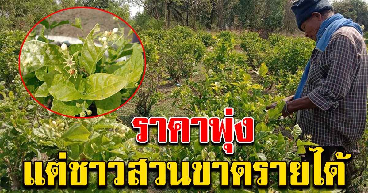 ดอกมะลิราคาพุ่ง กิโลกรัมละ 1,000 แต่ชาวสวนเจอปัญหา ทำขาดรายได้
