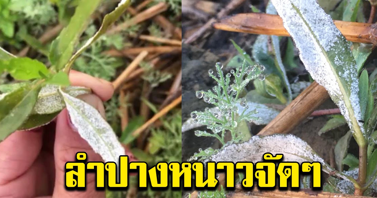 สาวลำปางฮือฮา เจอเกล็ดน้ำแข็งบนยอดหญ้า