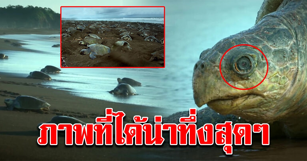 นักวิทย์ฯ ใช้ เต่าปลอม ติดกล้อง