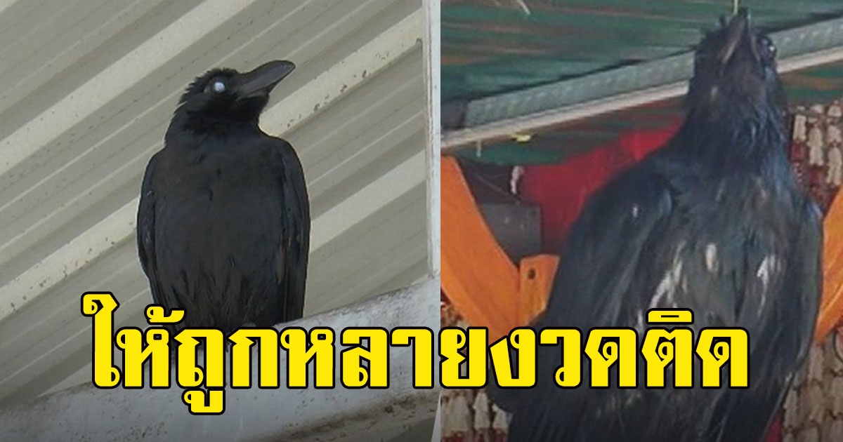 โคราชแห่ฟังเสียงร้อง อีกาวัด