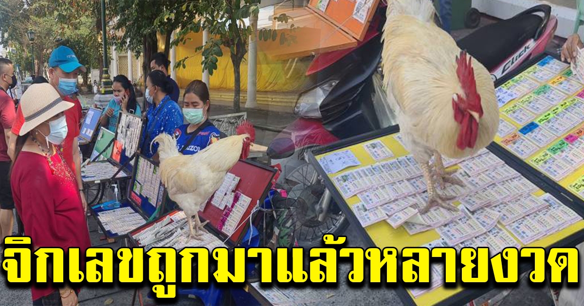 ไก่อู วัดกู้ จิกเลข