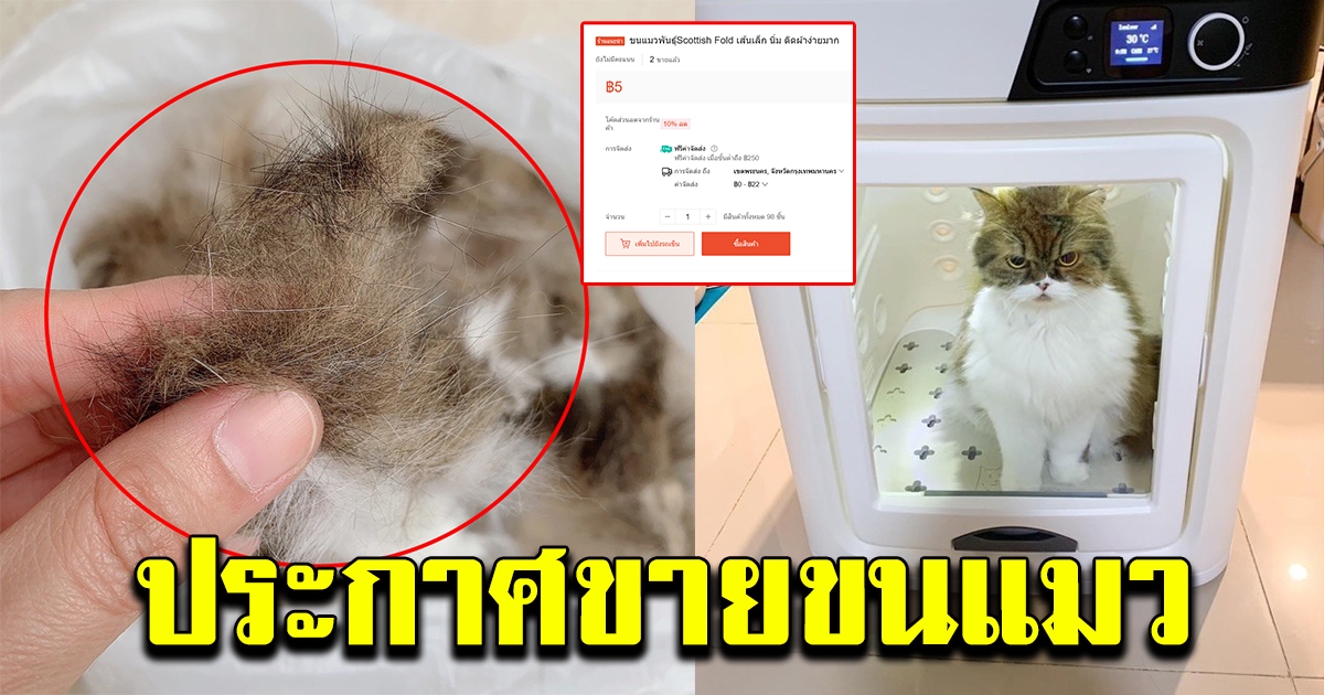 ฮือฮาทั้งโซเชียล หลังเจอแม่ค้าขนแมว