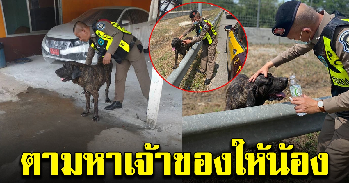ตำรวจ เจอสุนัขอยู่ข้างทางด่วน