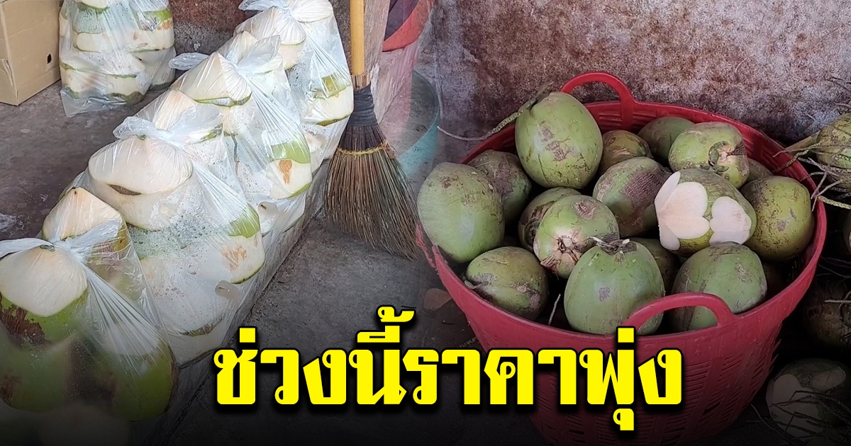 มะพร้าวน้ำหอมช่วงนี้ ปรับขึ้นราคา
