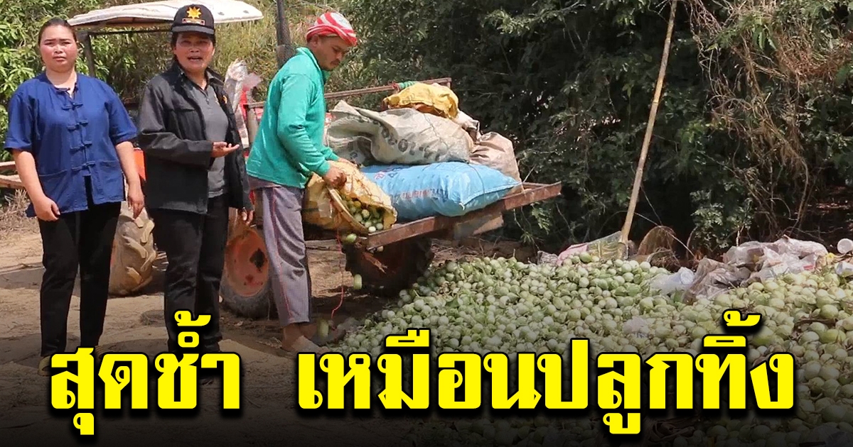 เกษตรกรร้อง มะเขือไม่มีคนซื้อ