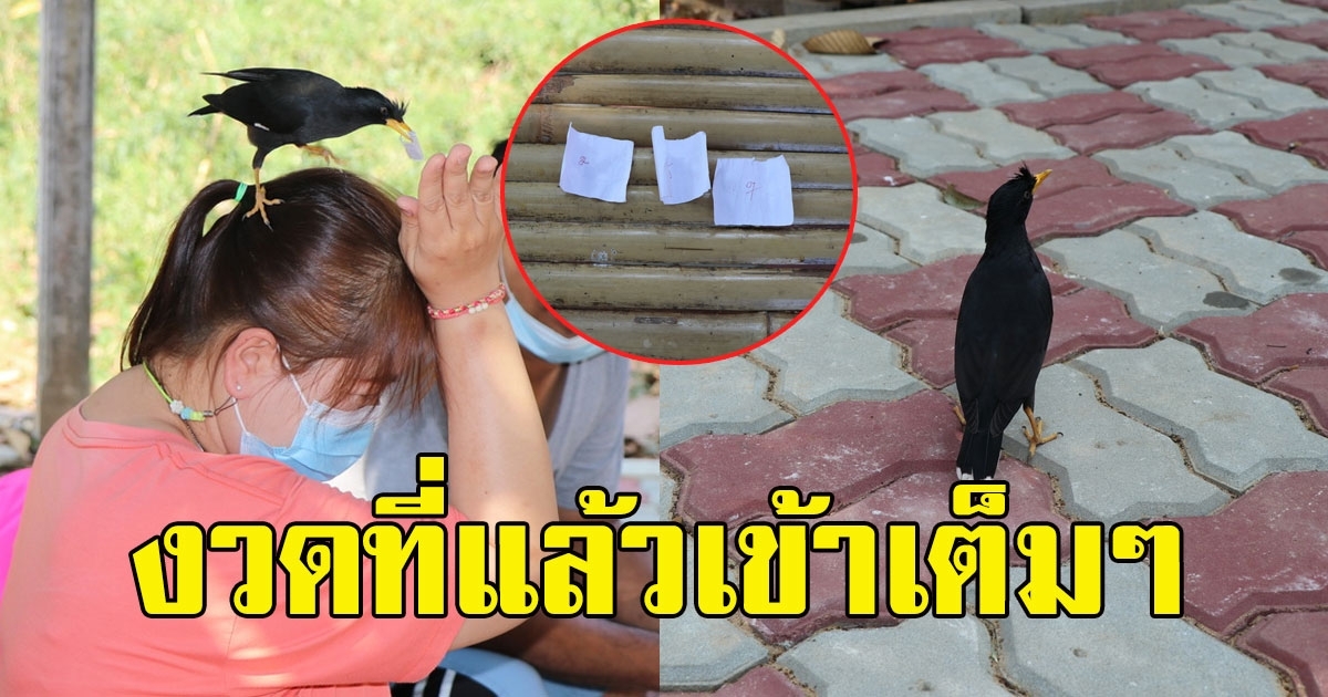 เจ้านกโอเลี้ยง