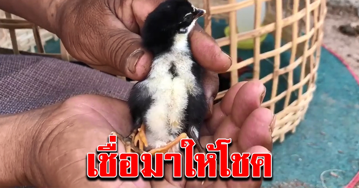 ชาวบ้านฮือฮา พบลูกเจี๊ยบ